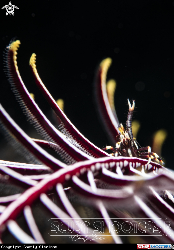 A Crinoid Squat Lobster