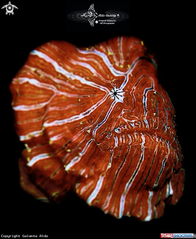 A Psychedelic Frogfish