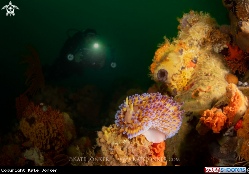 A Gasflame Nudibranch