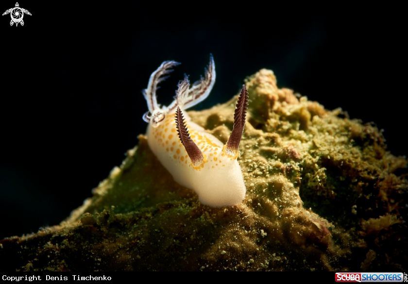 A NUDIBRANCH