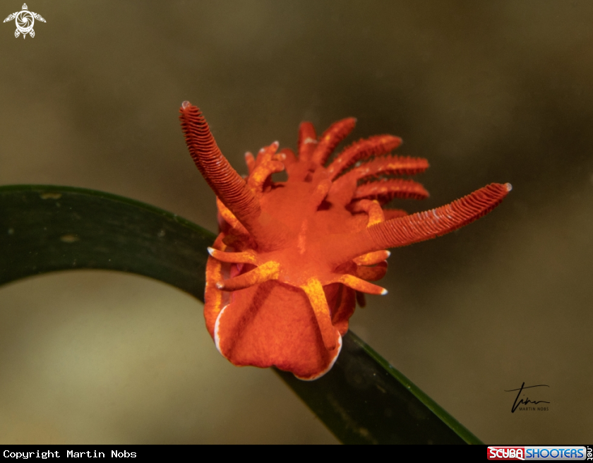 A Okenia elegans