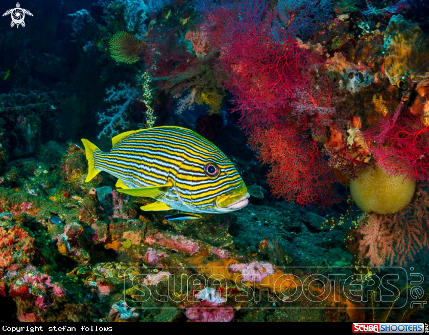 A Ribbon Sweetlips