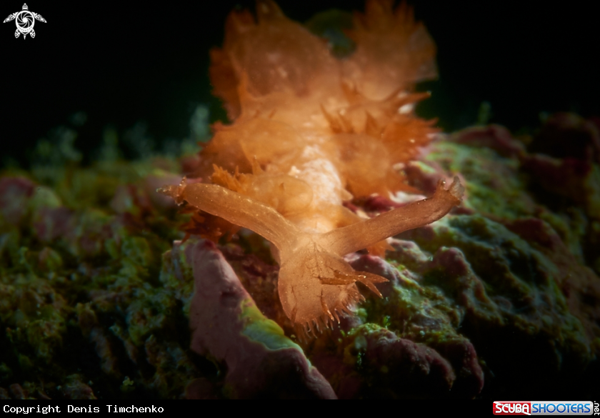 A NUDIBRANCH
