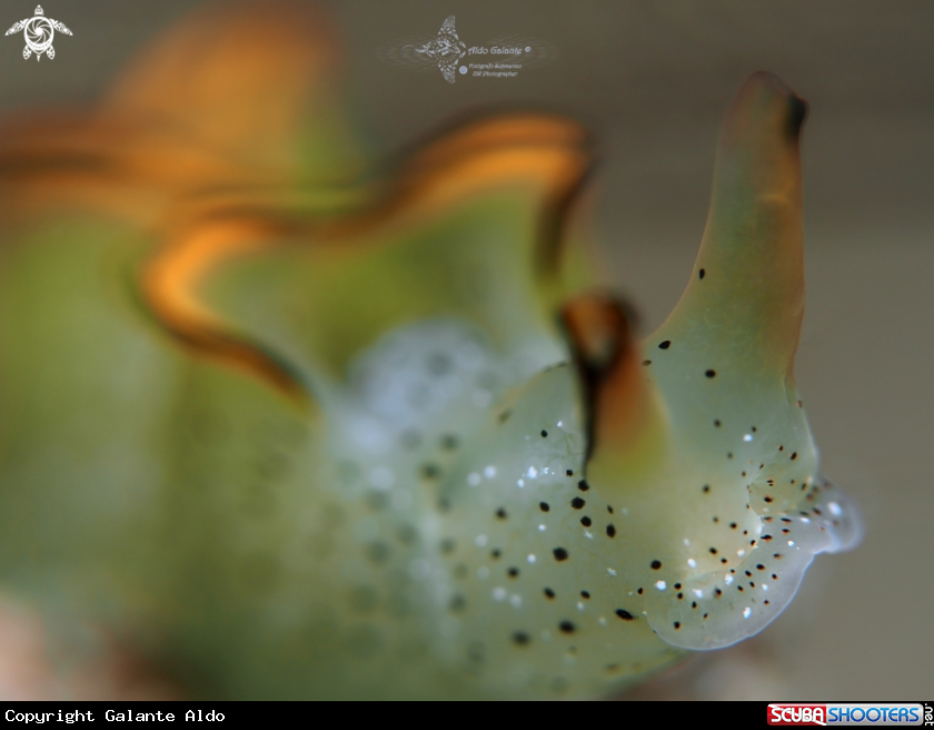 A Elysia Sea Slug