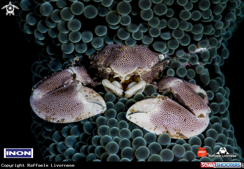 A Porcelain crab