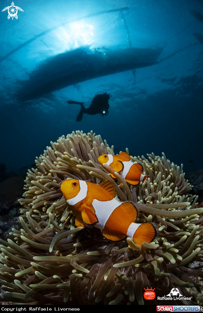 A Anemone and clownfishes