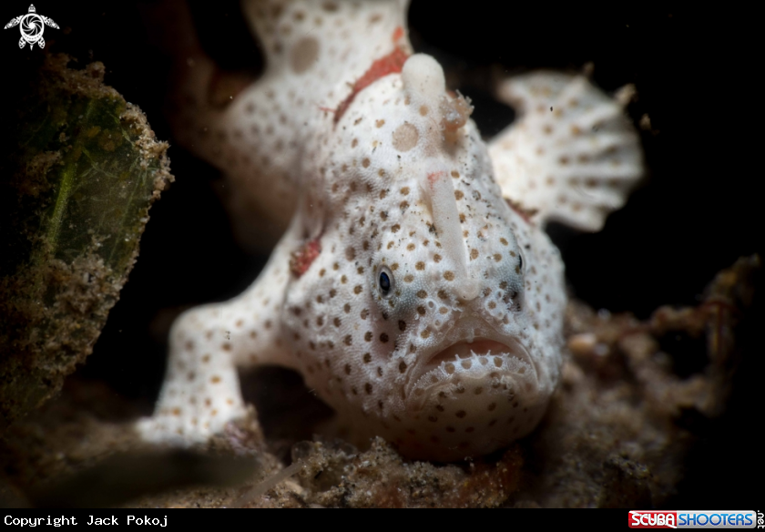 A Painted frogfish