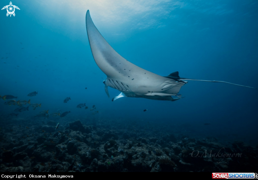 A Manta ray 