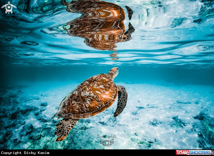 A Green Sea Turtle