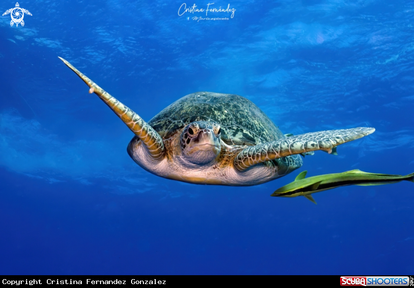 A Green turtle
