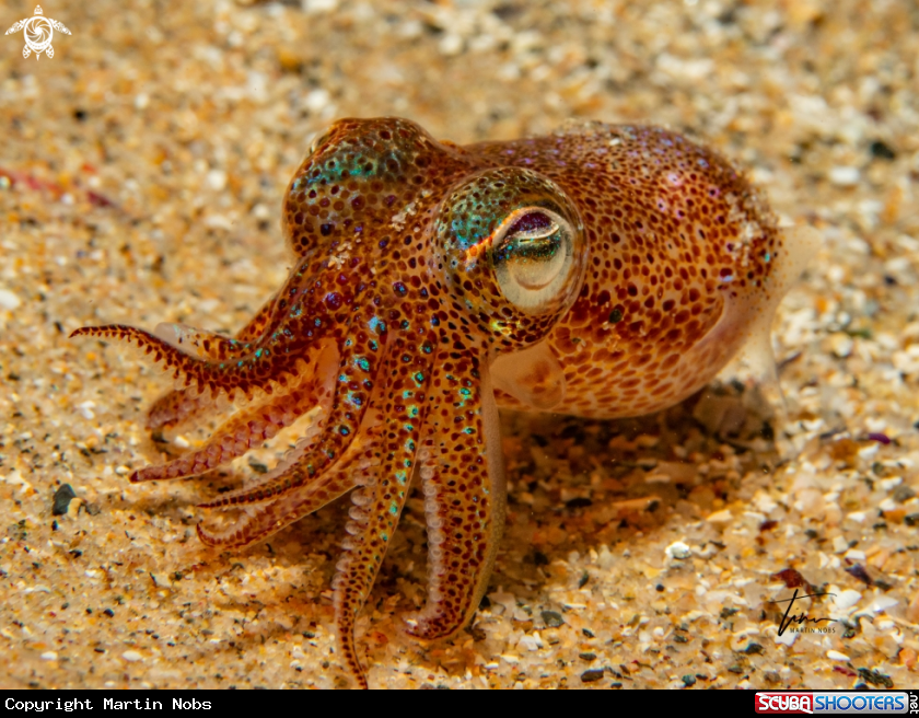 A Dwarf Bobtail Squid