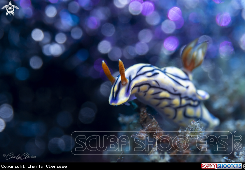 A Zephyr Nudibranch