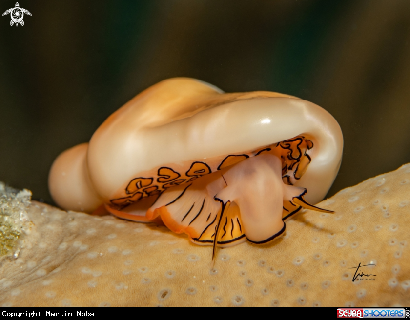 A Flamingo tongue