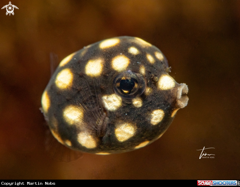 A Smooth Trunkfish