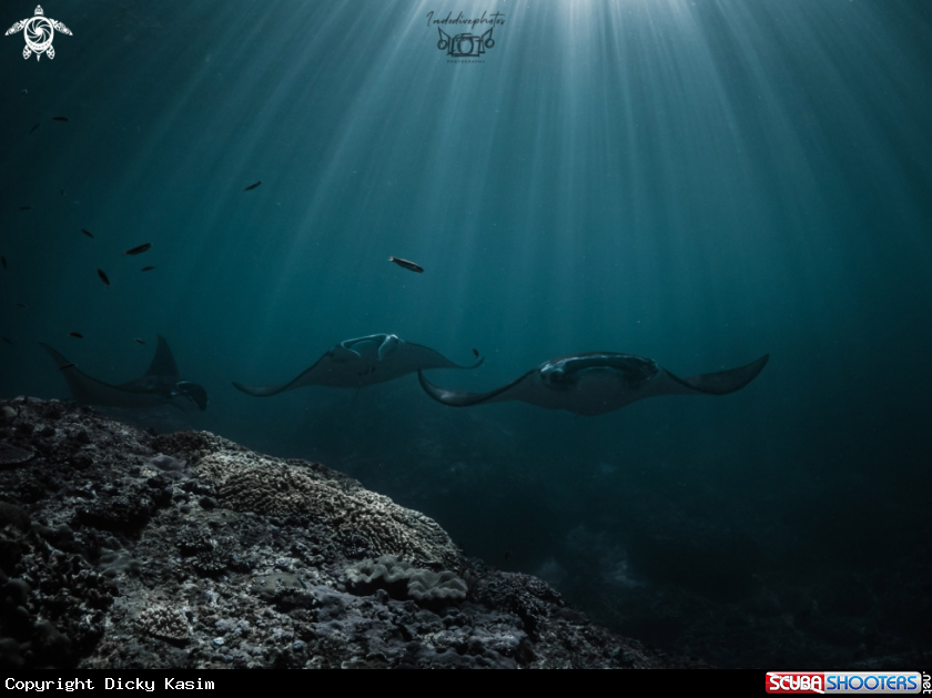 A Manta Ray