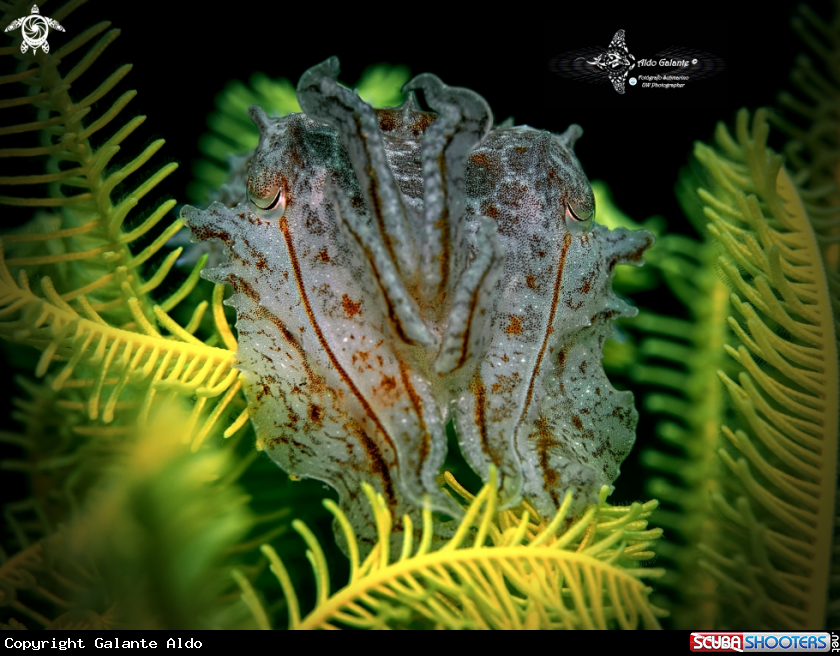 A Cuttlefish