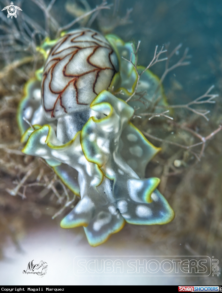 A Bubble snail
