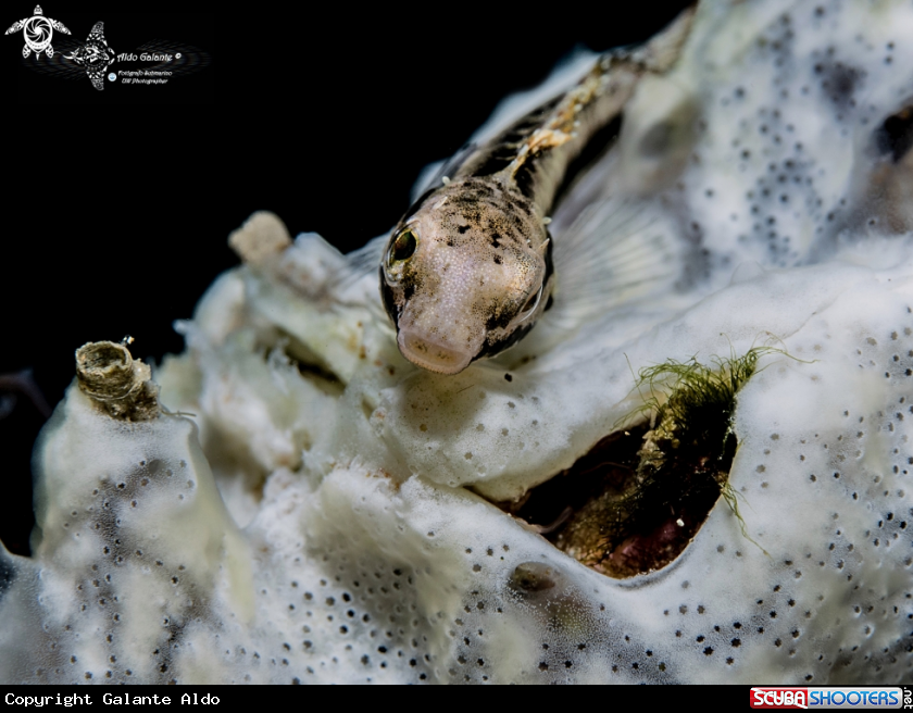 A Goby