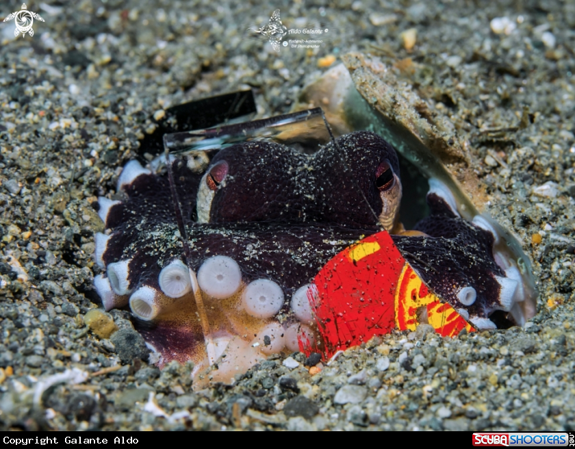 A Octopus