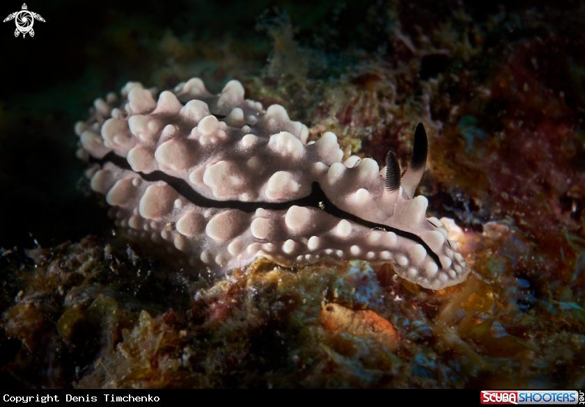 A NUDIBRANCH