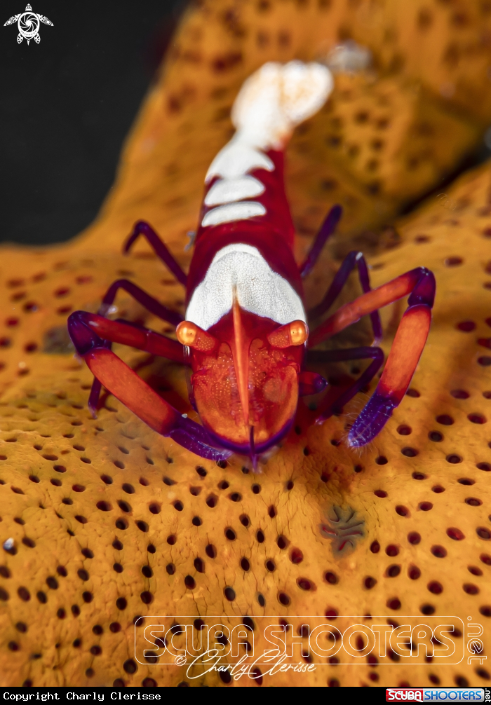 A Emperor Shrimp