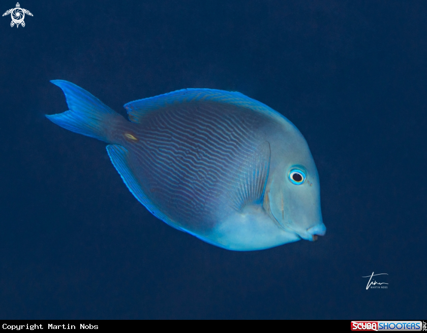 A Blue Tang Surgeonfish
