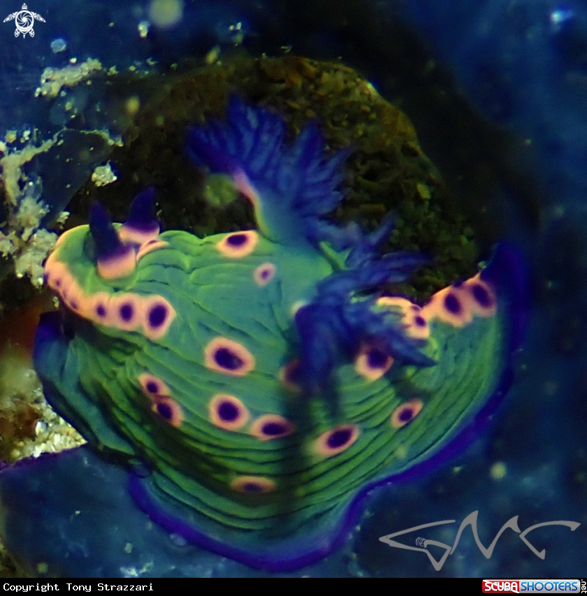 A Donut Nembrotha
