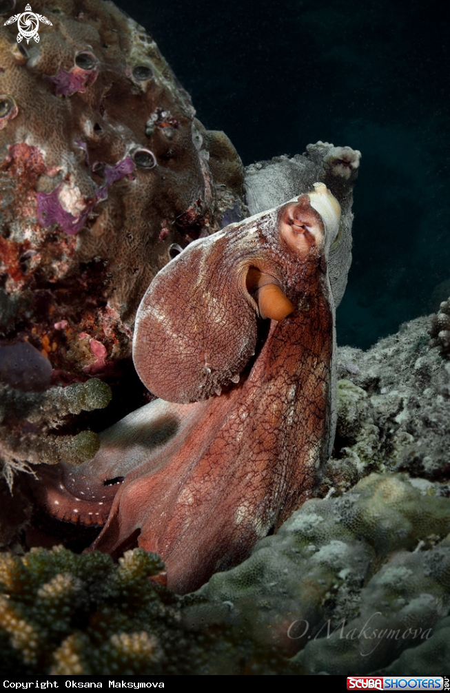 A Couple of octopuses