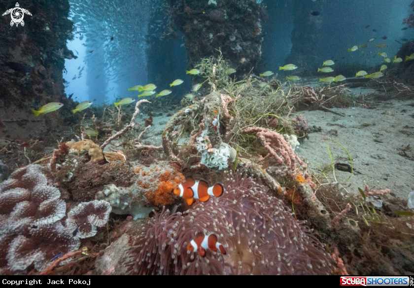 A Anemonefish
