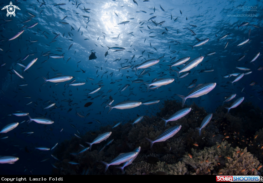 A School of striated fusiliers