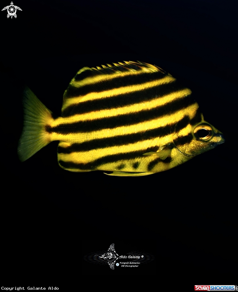 A Stripey Fish