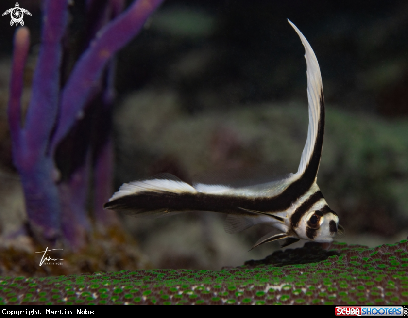 A Spotted Drum