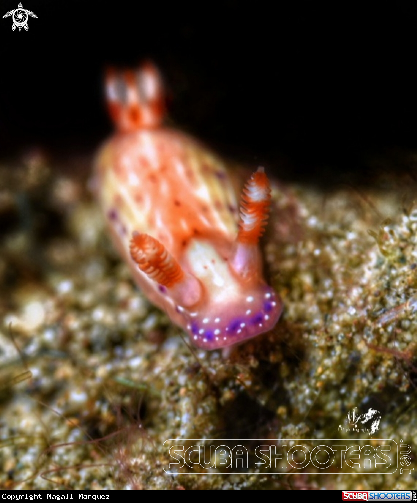 A Hypselodoris maculosa 