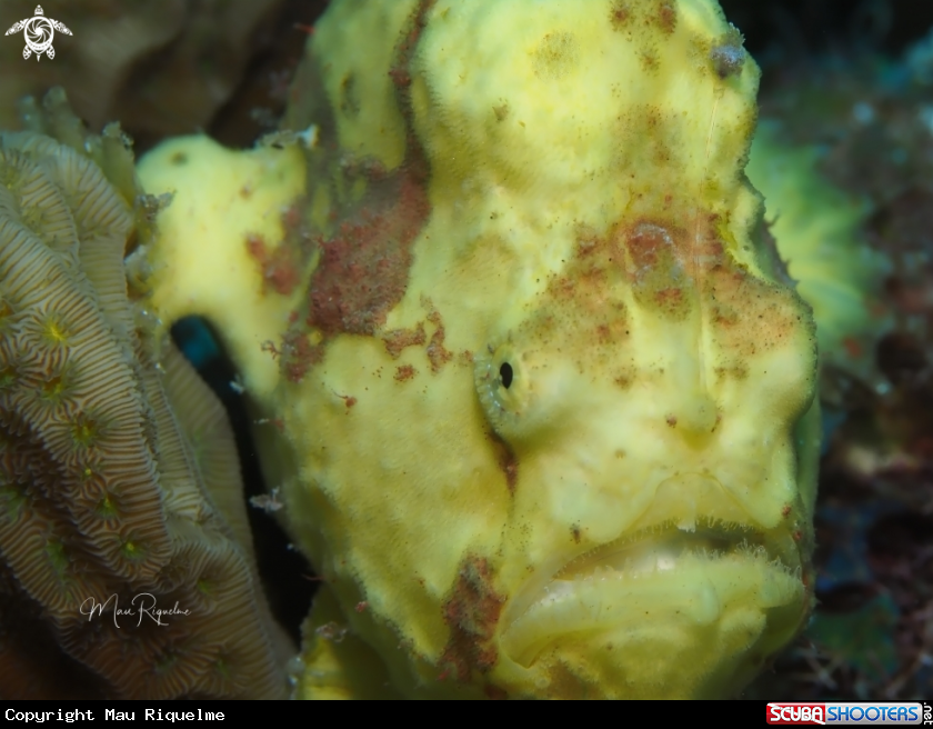 A Longlure Frogfish