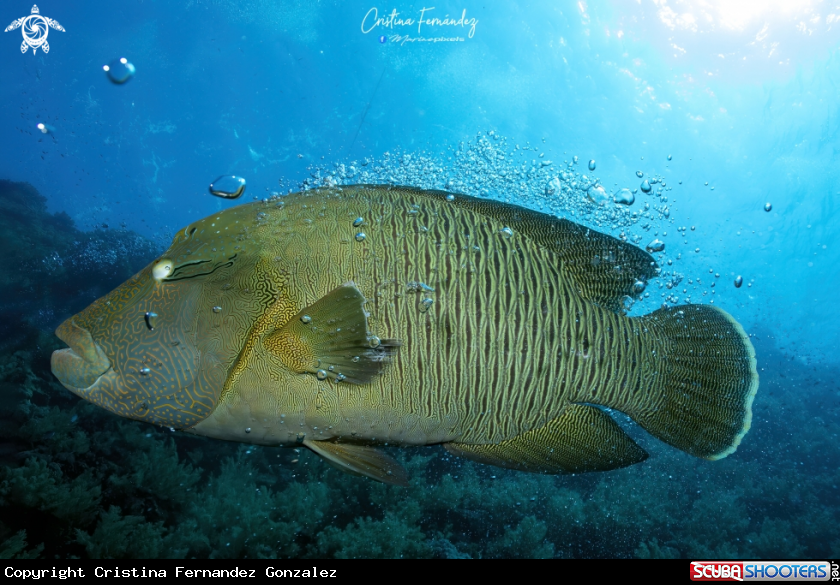 A Humphead Wrasse