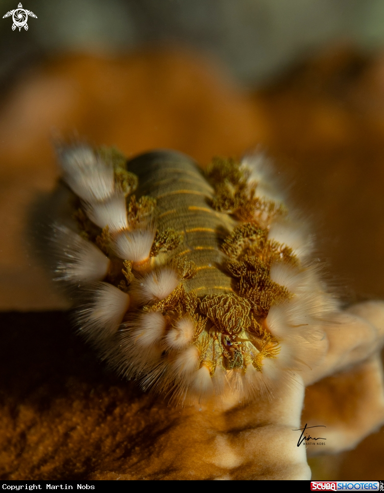 A Fireworm