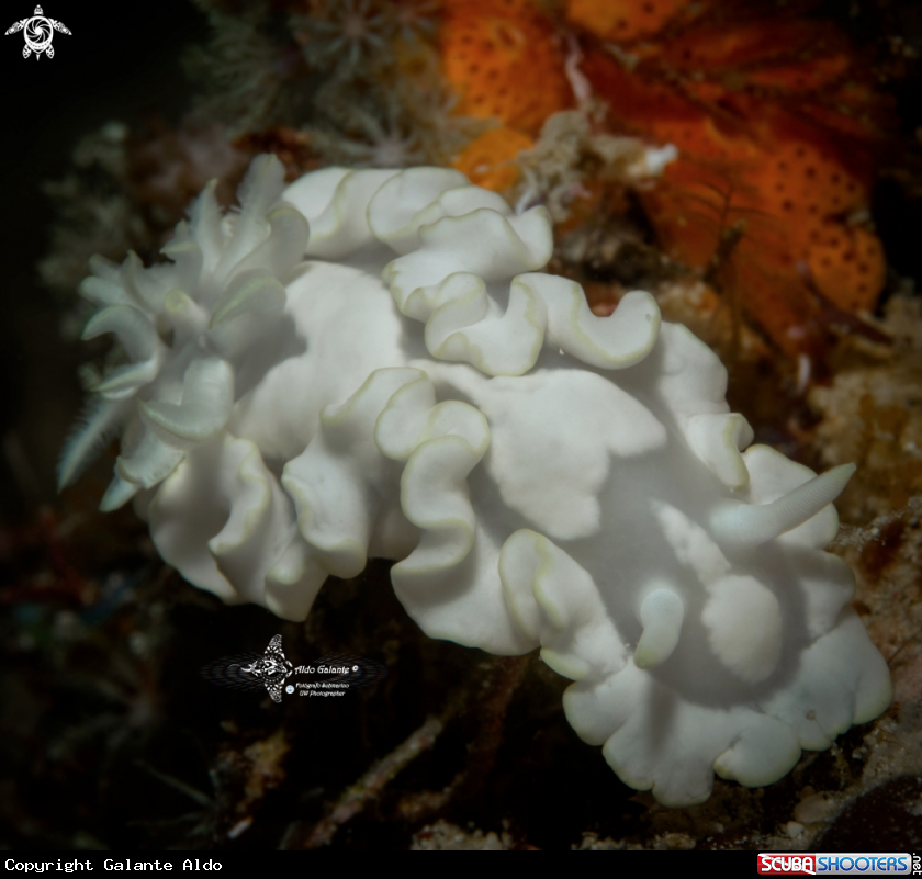 A Nudibranch