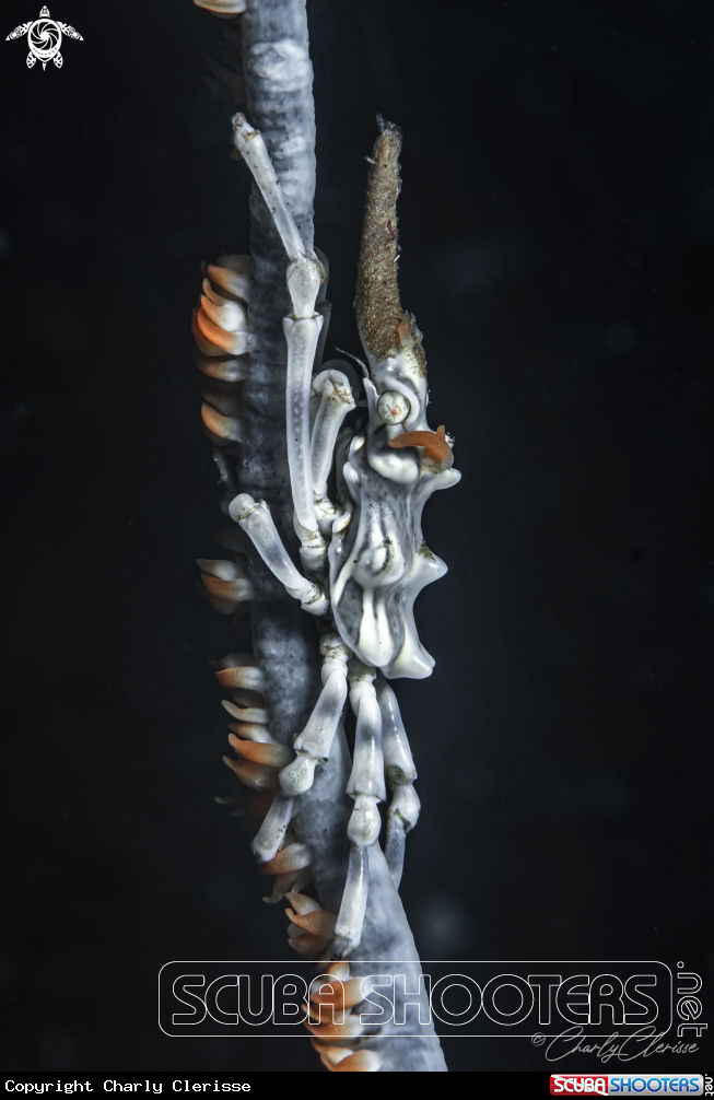 A Whip Coral Spider Crab