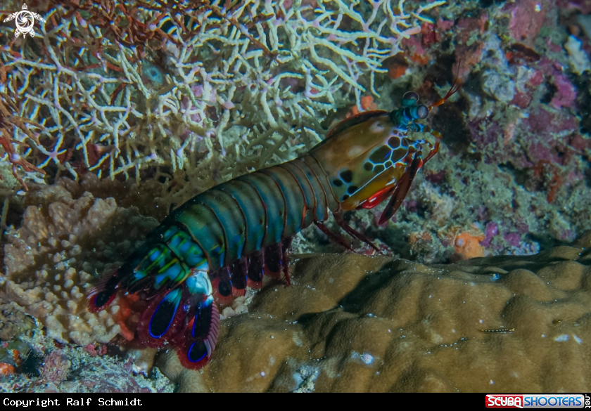 A Mantis shrimp
