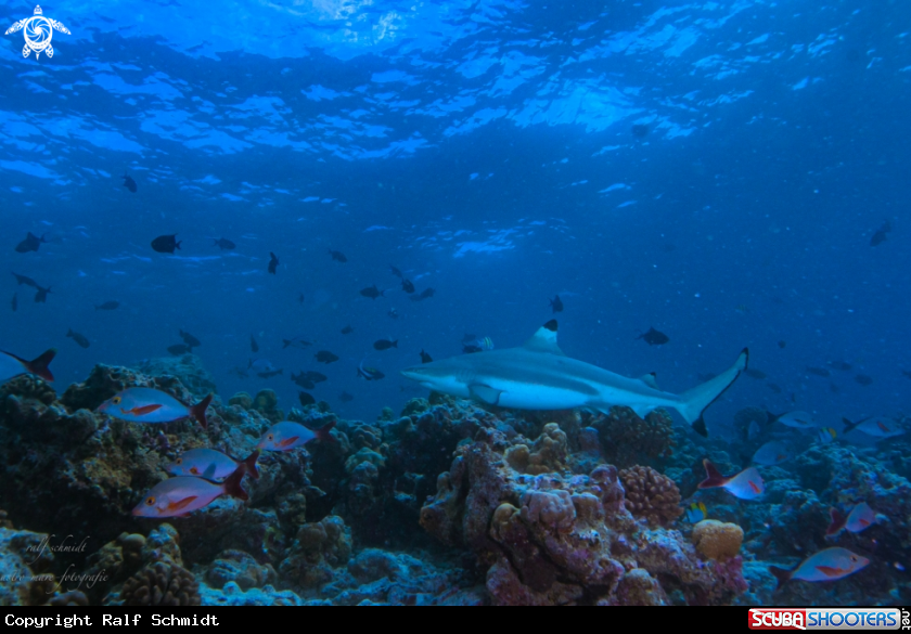 A black tip shark