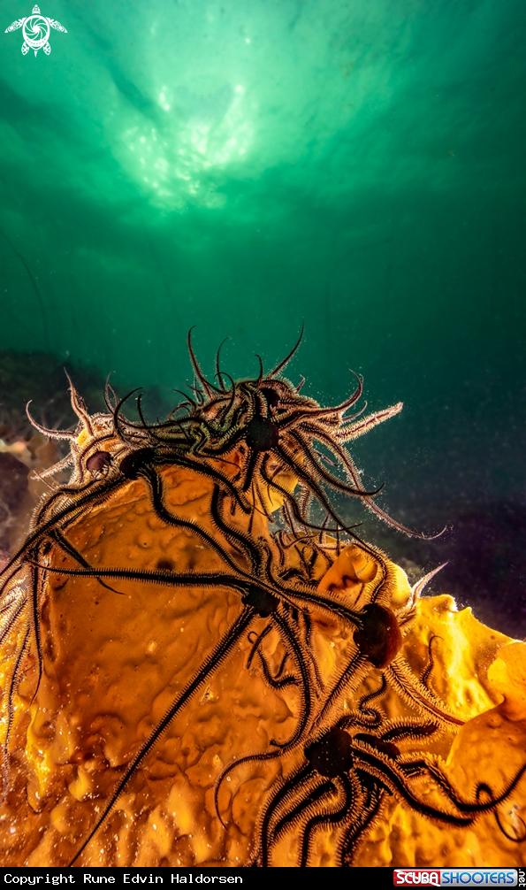 A Brittle stars