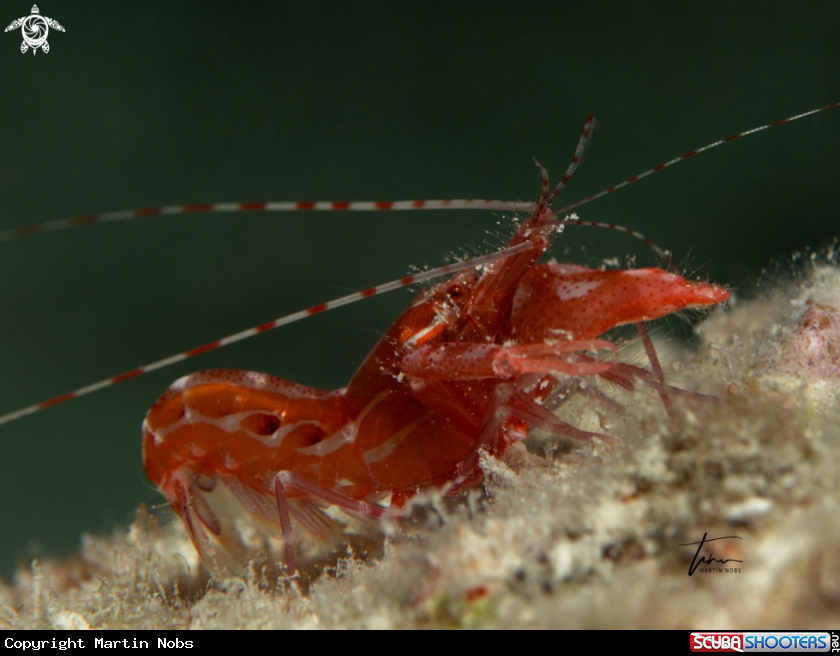 A Anemone Pistol Shrimp