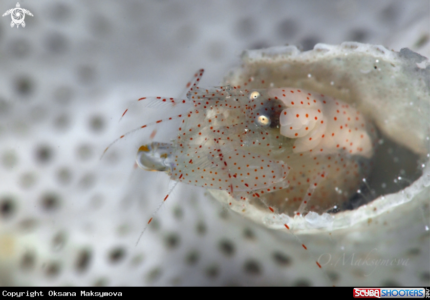 A Bryozoan Snapping Shrimp