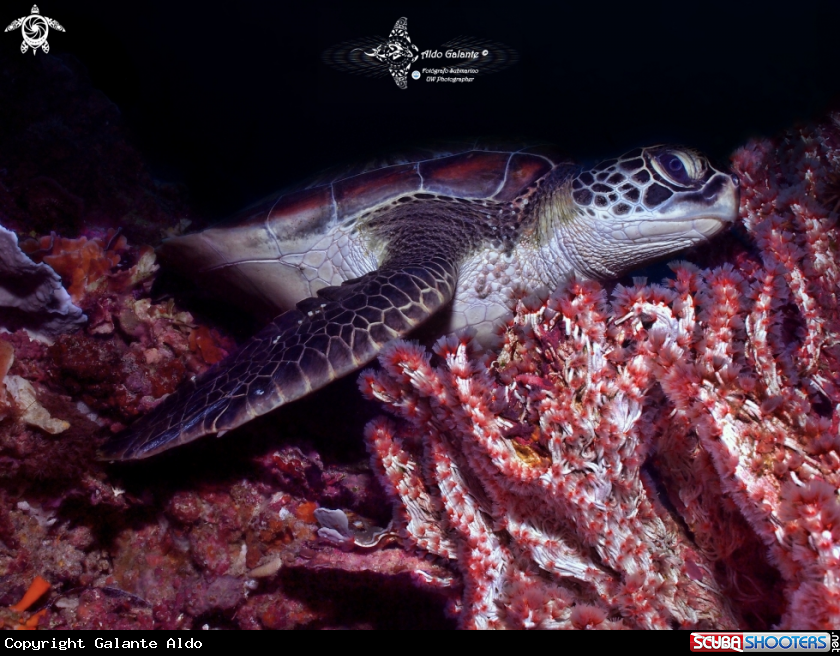 A Green Turtle
