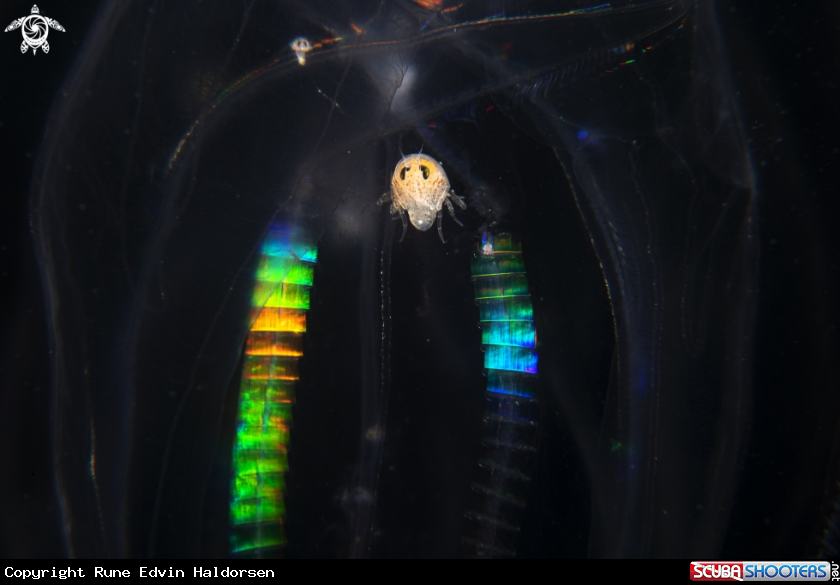 A Hyperia galba