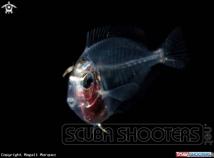A Surgeonfish larval