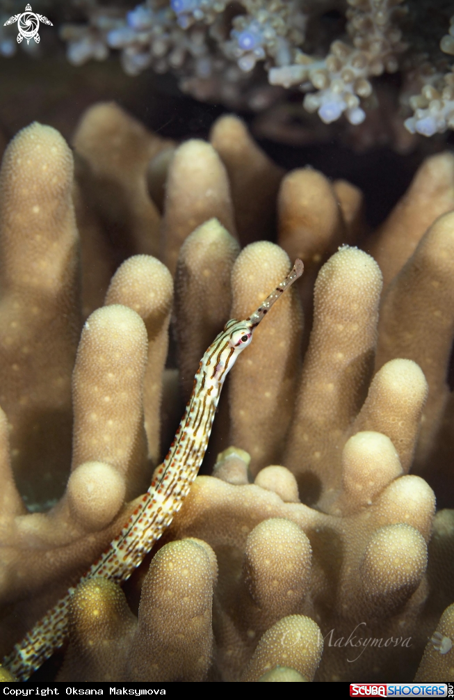 A Reticulate Pipefish (Corythoichthys flavofasciatus)