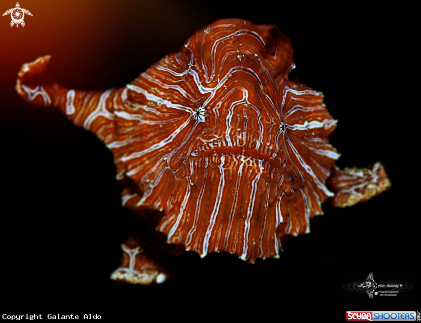 A Psychedelic Frogfish
