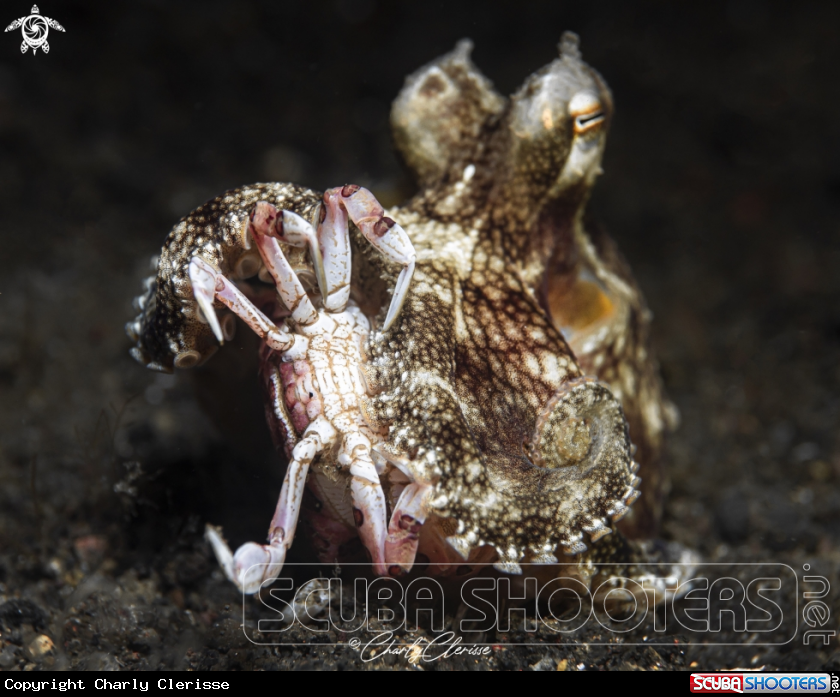 A Coconut Octopus