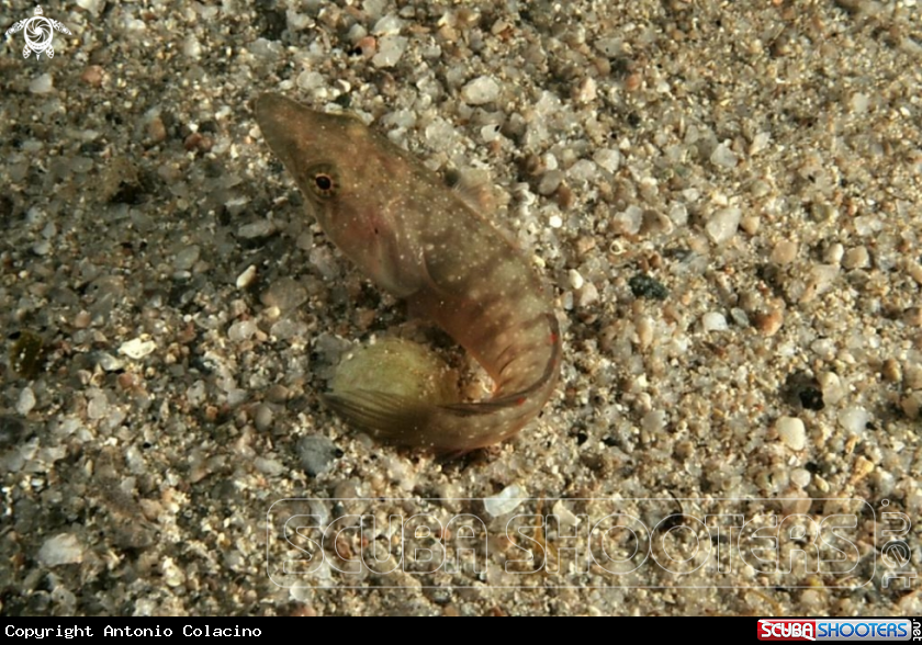 A Succiascogli